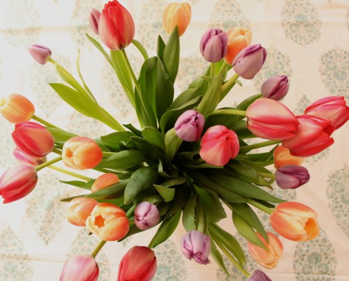Friday's Favourites Tulips. Gallerie B